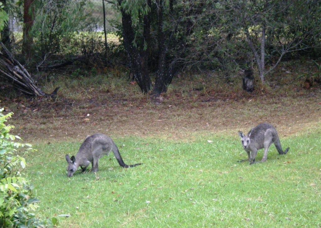Wombatalla カンガルー・バレー エクステリア 写真